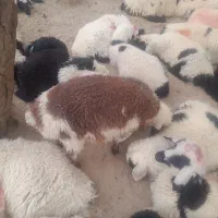 میش  وبره