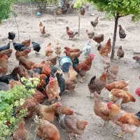 گلپایگانی ۴۰روزه و ۸۵روزه