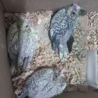 جوجه عروس هلندی