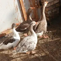 غاز نر و ماده