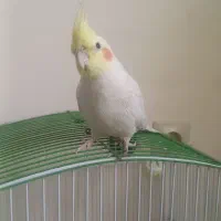 عروس هلندی