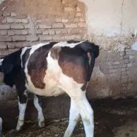 گوساله ماده
