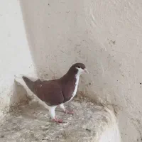 کبوتر