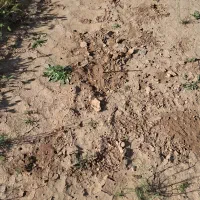 زمین-رحمتیه-مشاع-دادگستری