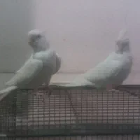 جفت عروس