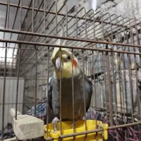 عروس سینامون سخنگو
