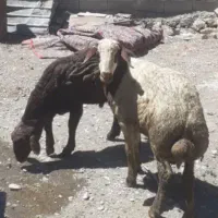 بره نر