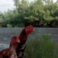 لاری|حیوانات مزرعه|آق قلا, |دیوار