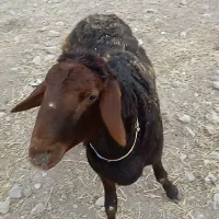 شیشک همو  لخت