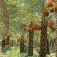 اجاره نخل