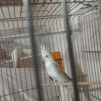 عروس هلندی ماده اماده