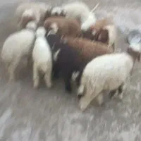 بره