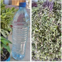 عرق نعنا