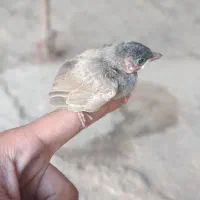 جوجه قناری دستی