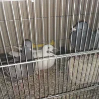 پرنده پلاکی اصل و بدرنگ خرقه کیپ