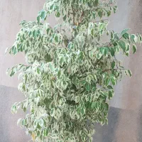 گل بنجامین ابلق