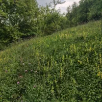 500متر-زمین-واقع-در-روستای-ارده-شهرستان-رضوانشهر