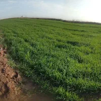 نمایندگی فروش کودهای هیومیک اسید،محرک رشد(کانادا)