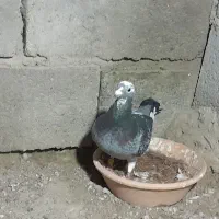 کبوتر ‌پلاکی