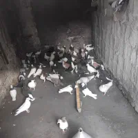کفتر