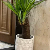 گل یوکا با گلدون