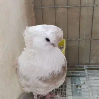 نوک قنار