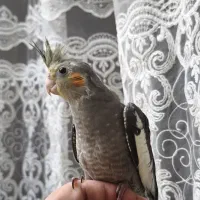 عروس هلندی نر و ماده