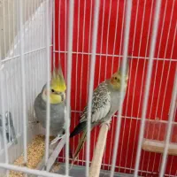 جفت عروس هلندی مولد