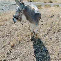 الاغ نر برای گله