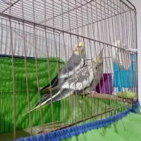 طوطی عروس پاریس