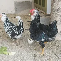 مرغ وخروس گلین چهل تاج ریش وکاکلی