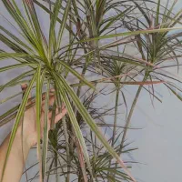 دراسنا پرچمی و پتوس چماقی