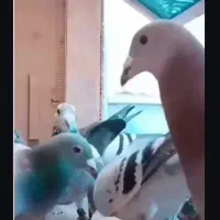 معاوضه کفتر نر با ماده