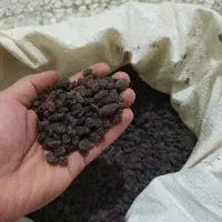 کشمش بیدانه افتابی