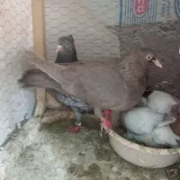 جفت کلاغ رسمی