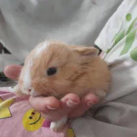 خرگوش مینمال