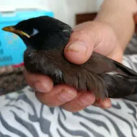 میناجوجه