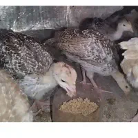 جوجه بوقلمون