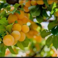 محصول سال جدیدت رو سه برابر کن کود های ارگانیک