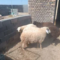 بره نر محلی پای پروار