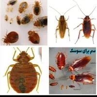 سمپاشی ساس سوسک موش کنه ضدعفونی با مجوزبهداشت