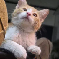 واگذاری بچه گربه سه ماهه DSH نارنجی