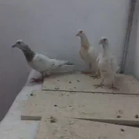 جفت کفتر سار