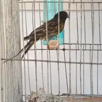 گلبسر نر جفت خور قناری بخوون