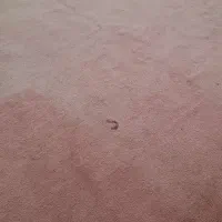 فروش یک تکه موکت پالاز دسته دو