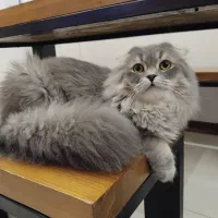 گربه اسکاتیش