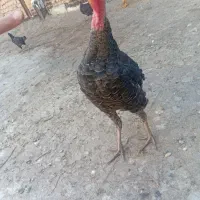 بوقلمون نر