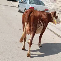 گاو سیمینتال درجه یک دم زایمان