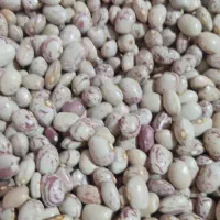 لوبیا محلی