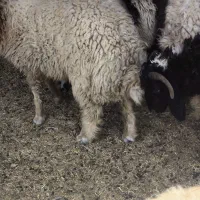 سلام دوستان بره برا فروش دارم